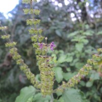 Ocimum tenuiflorum L.